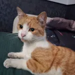 Zaginął kot, Bielsko-Biała, 8 grudnia 2025