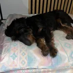 Znaleziono psa, Komarno, 8 grudnia 2025