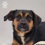 Pies do adopcji, Gdynia, 7 grudnia 2025