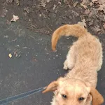 Pies do adopcji, Milanówek, 8 grudnia 2025