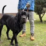 Pies do adopcji, Kraków, 23 listopada 2025