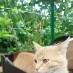 Zaginął kot, Rogów, 8 grudnia 2025