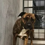 Znaleziono psa, Lublin, 5 grudnia 2025