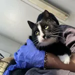 Kot do adopcji, Żywiec, 7 grudnia 2025