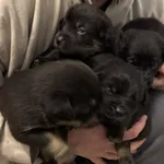 Znaleziono psa, Lublin, 6 grudnia 2025