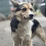 Pies do adopcji, Zgierz, 8 grudnia 2025