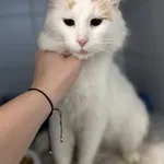 Znaleziono kota, Lublin, 7 grudnia 2025