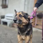 Pies do adopcji, Zgierz, 8 grudnia 2025