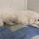 Pies do adopcji, Włocławek, 7 grudnia 2025