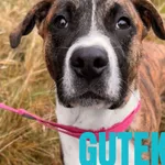 Gutek- w domu tymczasowym