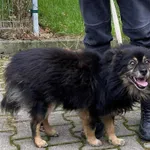 Pies do adopcji, Platerówka, 9 grudnia 2025