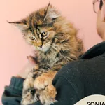 Kot do adopcji, Gdynia, 9 grudnia 2025