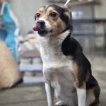 Pies do adopcji, Zgierz, 8 grudnia 2025