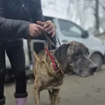 Pies do adopcji, Zgierz, 8 grudnia 2025