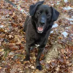 Pies do adopcji, Platerówka, 9 grudnia 2025