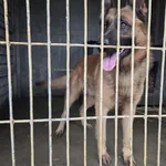 Pies do adopcji, Zgierz, 8 grudnia 2025