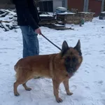 Liban  owczarek niemiecki