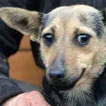 Pies do adopcji, Głowno, 9 grudnia 2025