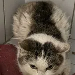 Znaleziono kota, Lublin, 5 grudnia 2025