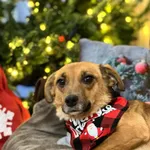 Pies do adopcji, Bydgoszcz, 10 grudnia 2025