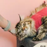 Kot do adopcji, Gdynia, 9 grudnia 2025