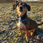 Znaleziono psa, Szczecin, 7 grudnia 2025