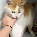 Znaleziono kota, Lublin, 5 grudnia 2025