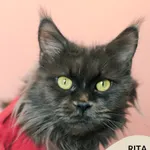 Kot do adopcji, Gdynia, 9 grudnia 2025