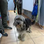 Pies do adopcji, Sosnowiec, 8 grudnia 2025