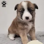 Znaleziono psa, Gdynia, 6 grudnia 2025