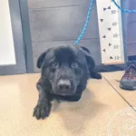 Znaleziono psa, Chełmek, 6 grudnia 2025