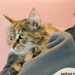 Kot do adopcji, Gdynia, 9 grudnia 2025