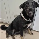 Znaleziono psa, Grudziądz, 9 grudnia 2025