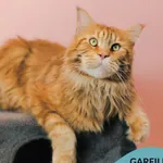 Kot do adopcji, Gdynia, 9 grudnia 2025