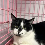 Kot do adopcji, Zgierz, 9 grudnia 2025