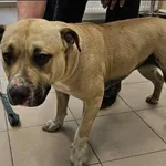 Znaleziono psa, Grudziądz, 9 grudnia 2025