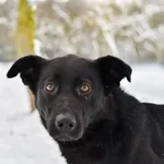 Pies do adopcji, Radom, 9 grudnia 2025