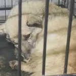 Znaleziono psa, Radom, 9 grudnia 2025