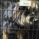 Znaleziono psa, Radom, 6 grudnia 2025