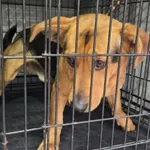 Znaleziono psa, Radom, 7 grudnia 2025