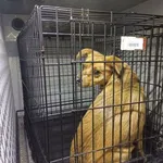 Znaleziono psa, Radom, 5 grudnia 2025