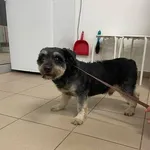 Znaleziono psa, Grudziądz, 8 grudnia 2025