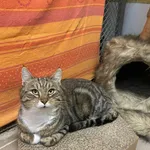 Kot do adopcji, Platerówka, 11 grudnia 2025