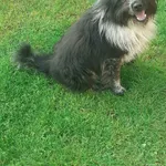 Zaginął pies, Rakówiec, 11 grudnia 2025