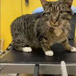 Znaleziono kota, Grudziądz, 11 grudnia 2025