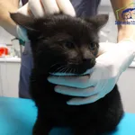 Znaleziono kota, Szczecin, 9 grudnia 2025