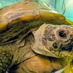 Znaleziono zwierzę, Lublin, 4 grudnia 2025