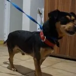 Pies do adopcji, Kraków, 25 listopada 2025