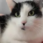 Kot do adopcji, Piła, 8 września 2025