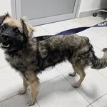 Pies do adopcji, Kraków, 26 listopada 2025